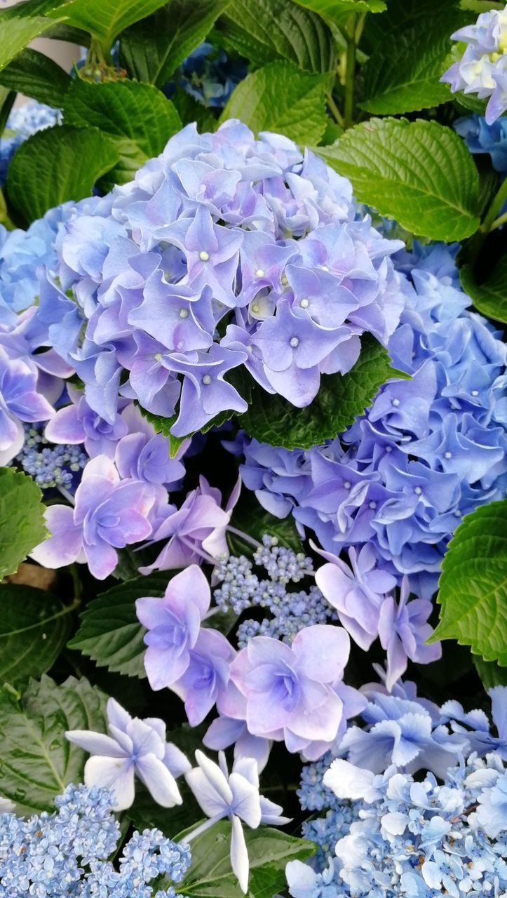 CLOSE-UP OF PURPLE FLOWERS ON PLANT