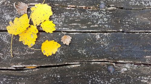 High angle view of yellow leaves on wood