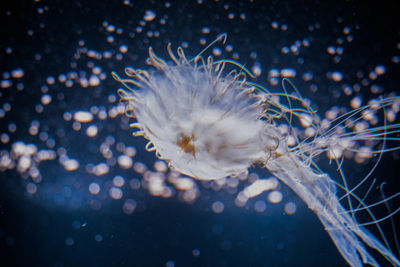 Close-up of jellyfish swimming in sea