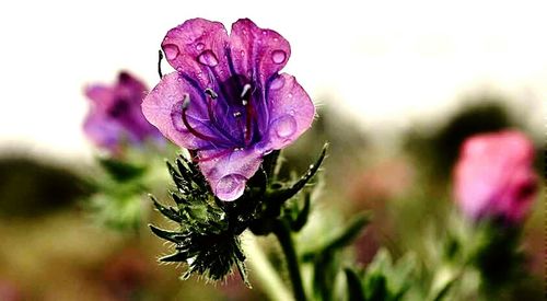 Close-up of pink flowers