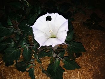 flowering plant