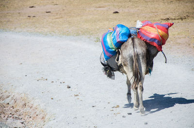 View of horse running on road