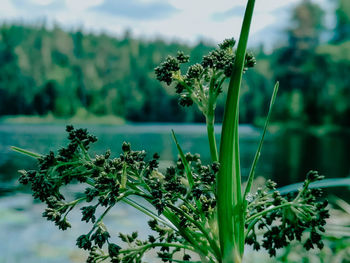 Close-up of flowering plants against blurred background