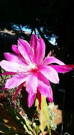 Close-up of pink flowers