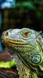 Close-up of lizard