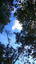 Low angle view of trees against sky