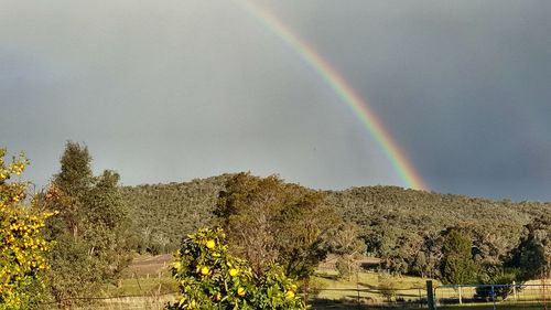 Rainbow over trees against sky