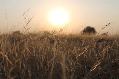 Close-up of wheat field against sky at sunset