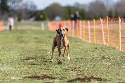 Dogs running on field