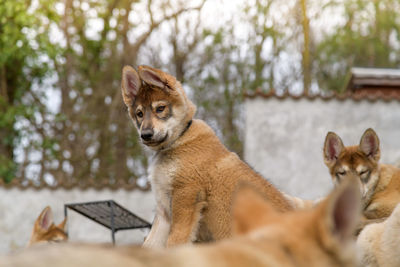 Cat looking at camera