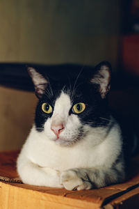 Close-up portrait of cat