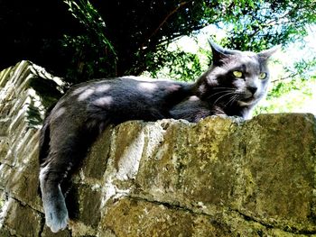 Portrait of cat sitting on rock