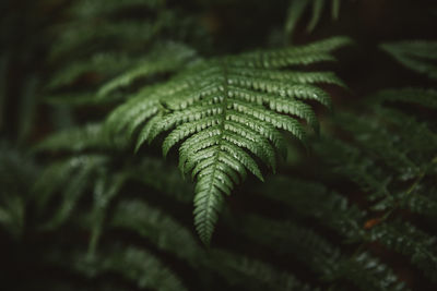 Close-up of fern leaves