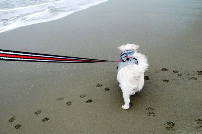 High angle view of dog on beach