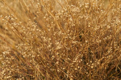 Close-up of stalks in field