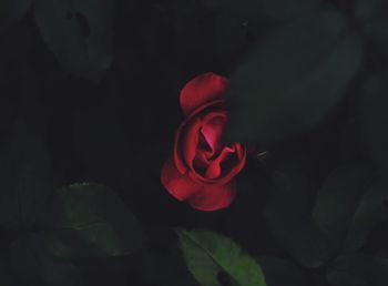 Close-up of red rose