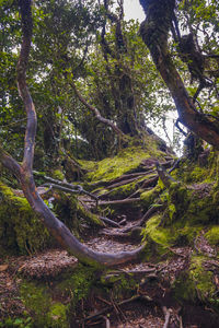 Trees growing in forest