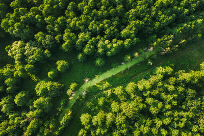 High angle view of trees in forest