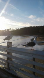 Bird perching on shore against sky