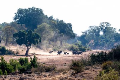 View of elephant on field against sky