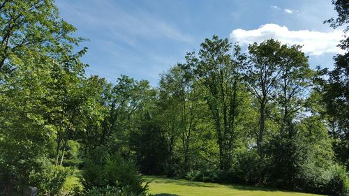 Trees growing on landscape