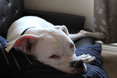 Close-up of dog sleeping on sofa