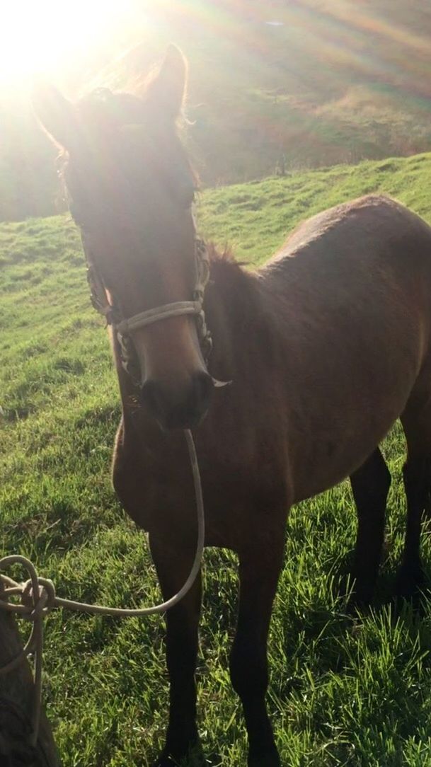 horse, sunlight, domestic animals, animal themes, grass, livestock, standing, mammal, field, day, green color, outdoors, landscape, nature, grazing, pasture, togetherness, tree, no people, donkey, sky