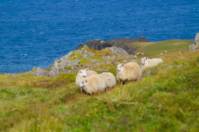 Sheep on field