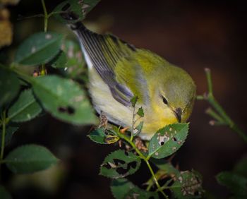 Close-up of bird perching on plant