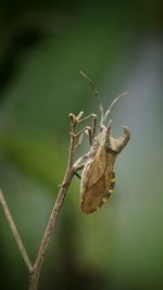 Close-up of twigs