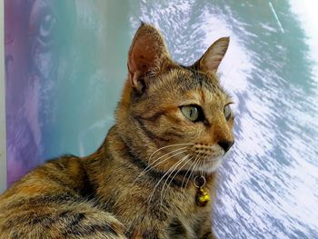 Three-colored striped cat lying on a red chair at work.