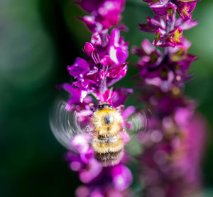 Close-up of bee on purple flower