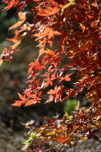 Close-up of autumnal leaves on tree