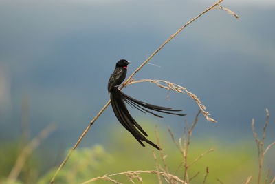 Close-up of bird perching on a plant