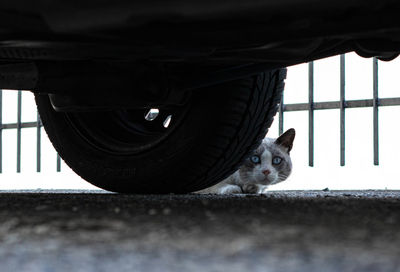 Cat hiding under a car looking at camera