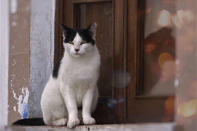 Portrait of cat