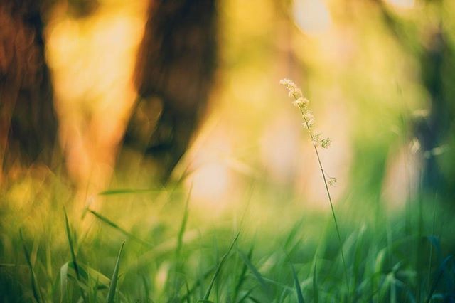 growth, focus on foreground, grass, field, plant, nature, close-up, selective focus, beauty in nature, tranquility, green color, growing, freshness, blade of grass, outdoors, stem, tranquil scene, no people, day, fragility