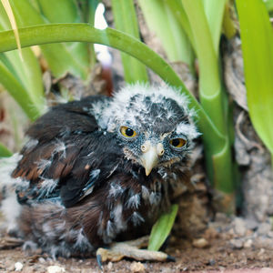 Close-up portrait of owl