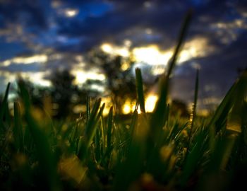 Close-up of plants against sunset sky