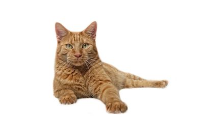 Portrait of tabby cat against white background