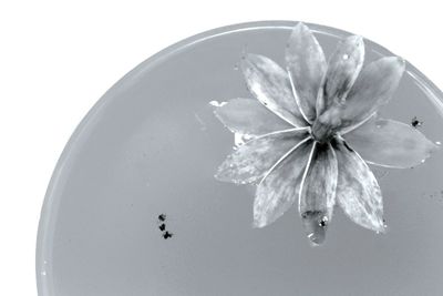 Close-up of flowers over white background