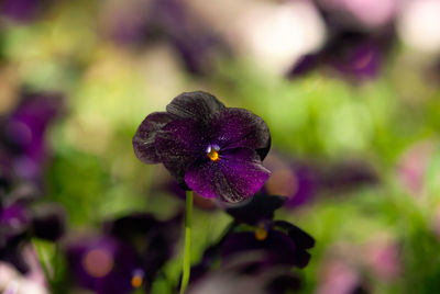 Close-up of purple flowering plant