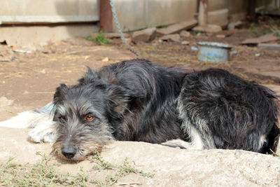 Portrait of dog lying down