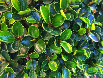 Full frame shot of green leaves