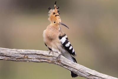 Close-up of bird perching on branch