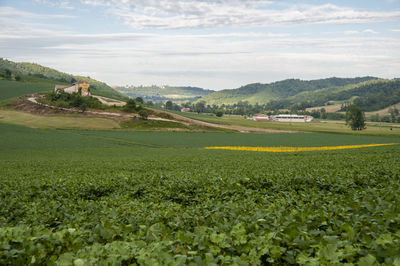 Scenic view of agricultural field against sky