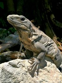 Close-up of lizard on rock