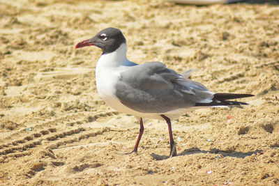 Close-up of seagull perching on sand