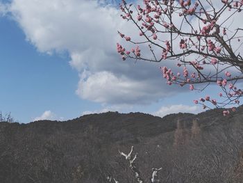 Low angle view of cherry tree against sky