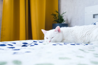 Cat lying on bed at home